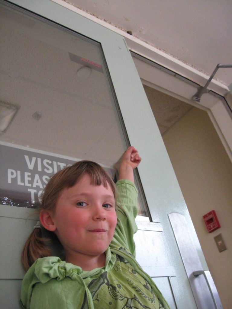 Bat Pups on the move during summer – The Nelson Daily