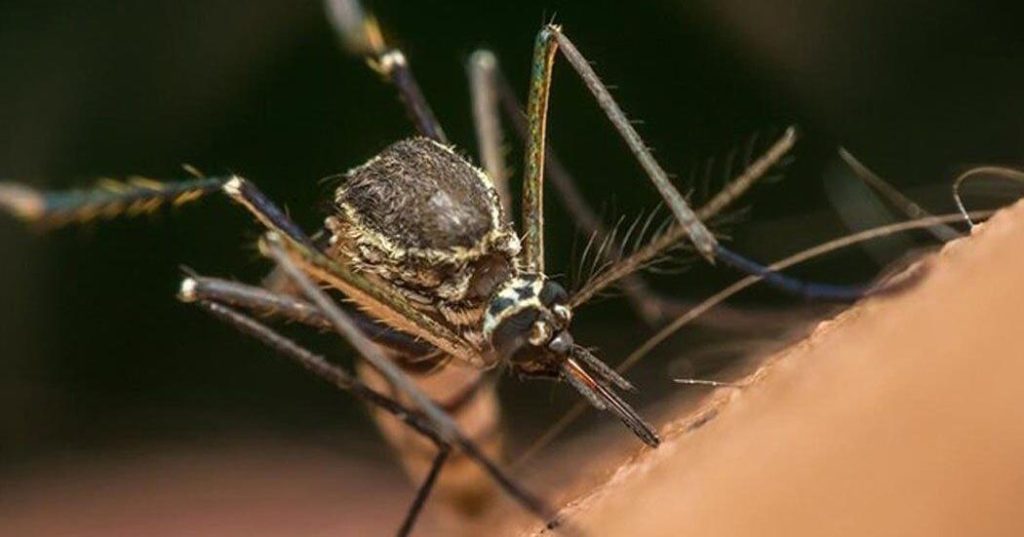 Oakville and Burlington mosquitoes test positive for West Nile virus