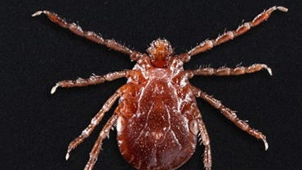 Tick bite prevention, symptoms, treatments and Lyme disease data