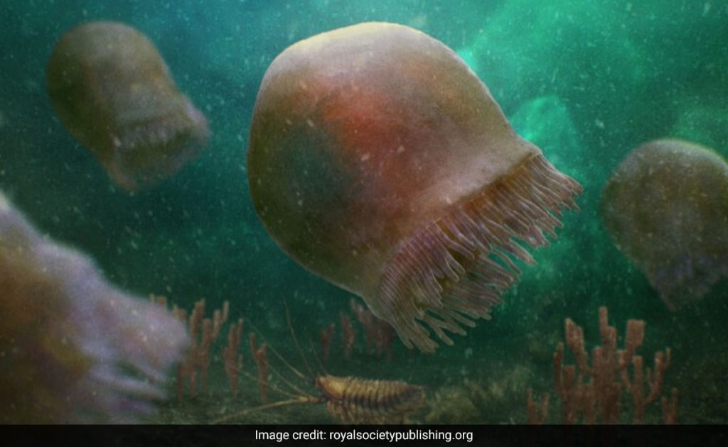 Oldest Known Jellyfish Fossil Ever Found Is Over 500 Million Years Old