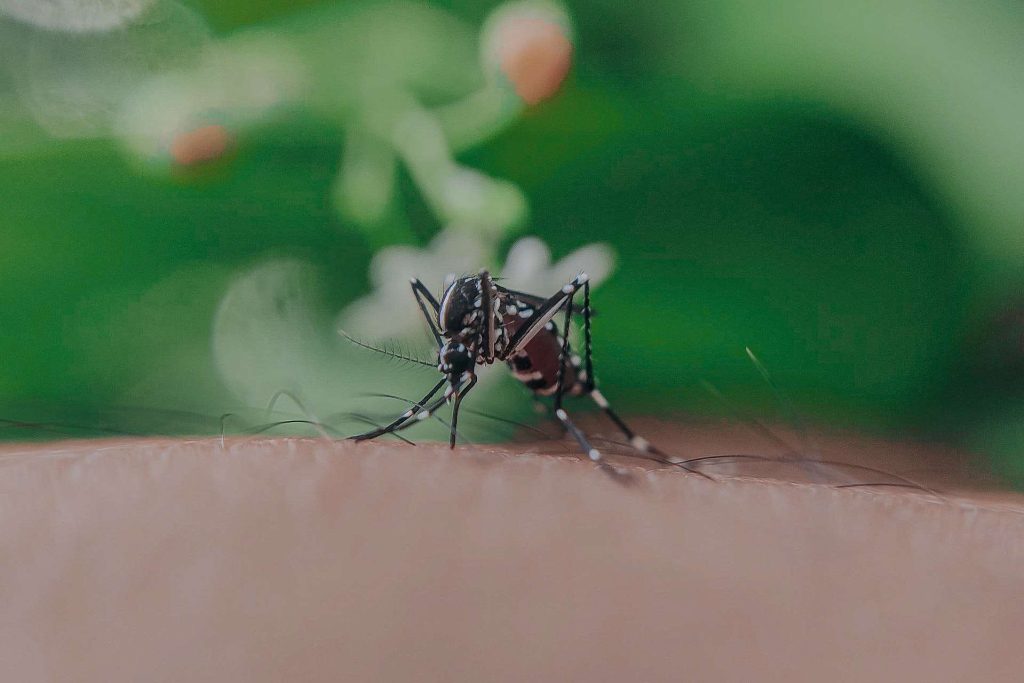Mosquitoes carrying West Nile Virus detected in KFL&A region – Kingston News – Kingstonist
