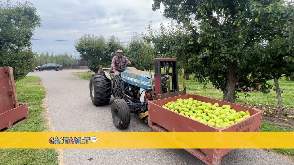 Hot summer creates busy harvest for Okanagan fruit farmers – West Kelowna News – Castanet.net