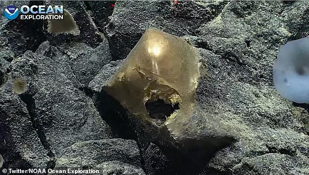 Mysterious ‘golden egg’ is discovered on the seafloor off Alaska – and experts say they’ve never seen anything