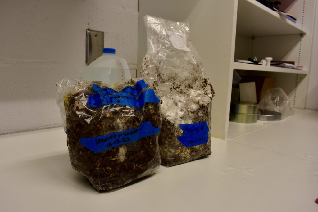 UBC scientists use mushrooms to help compost human waste