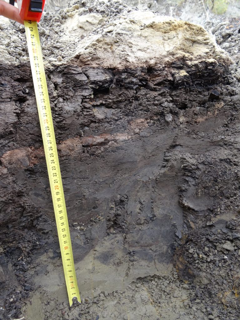 Asteroid dust caused 15-year winter that killed dinosaurs, study says