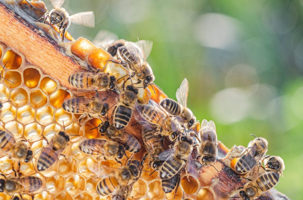 Vaccine for American foulbrood receives market authorization in Canada
