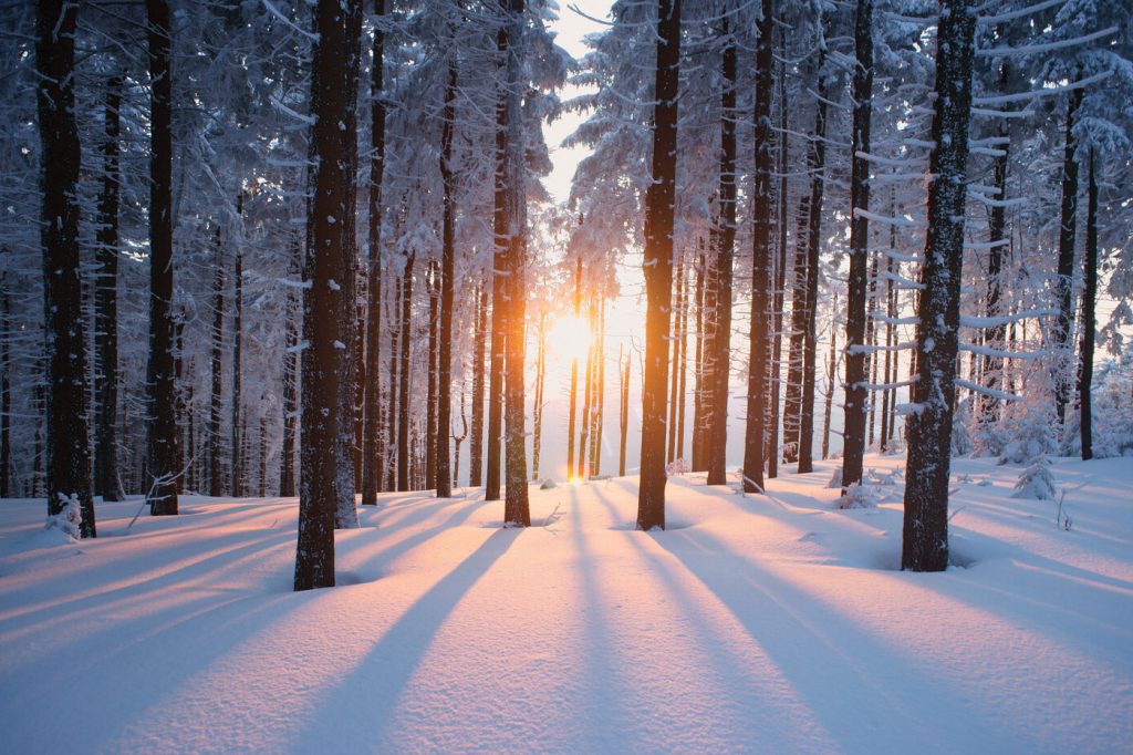 Why You Should Try Forest Bathing in Winter