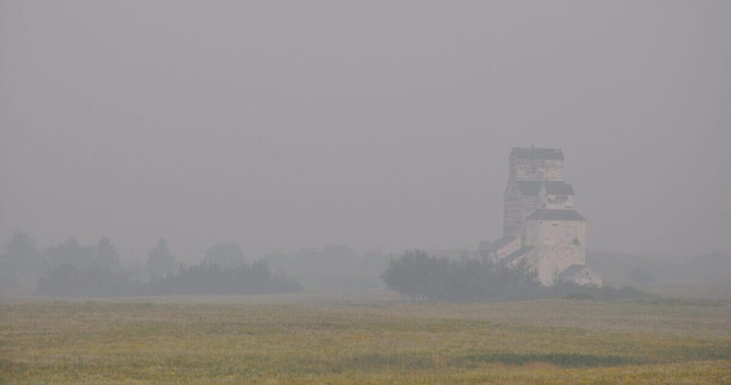 Effects of smoke inhalation on beef cattle