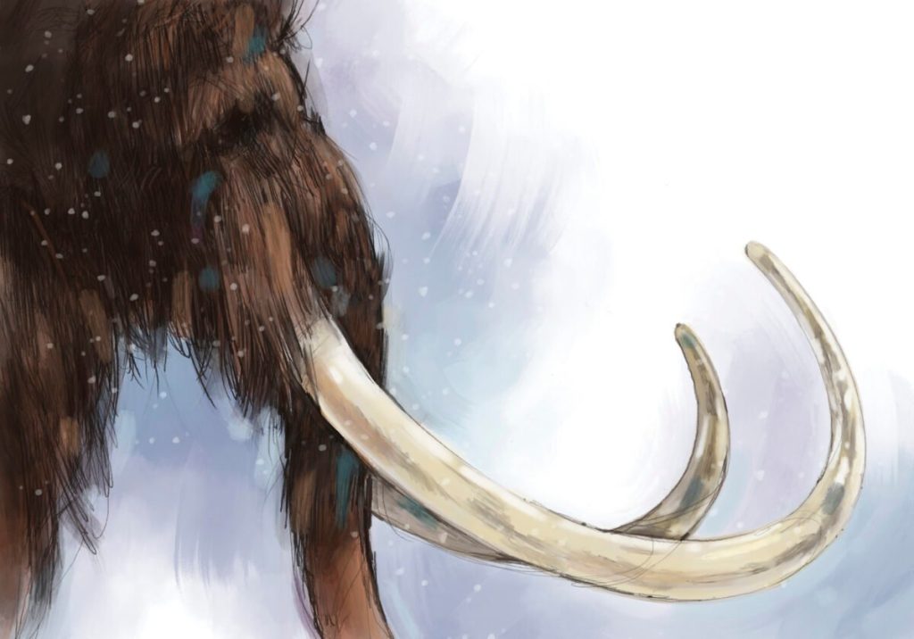 Our fascination with mammoths – Canadian Geographic