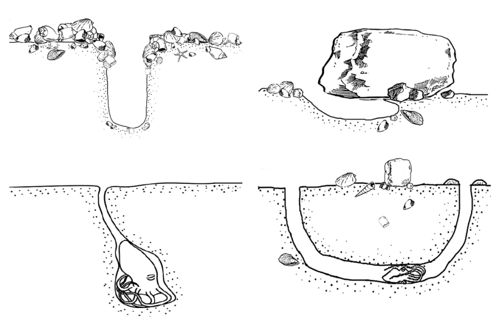 In Graphic Detail: The Architecture of Octopus Burrows