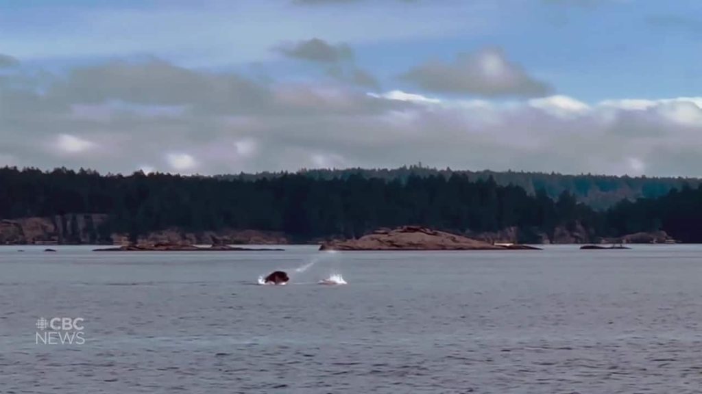 Swimmer witnesses surprise fight between octopus and sea lion