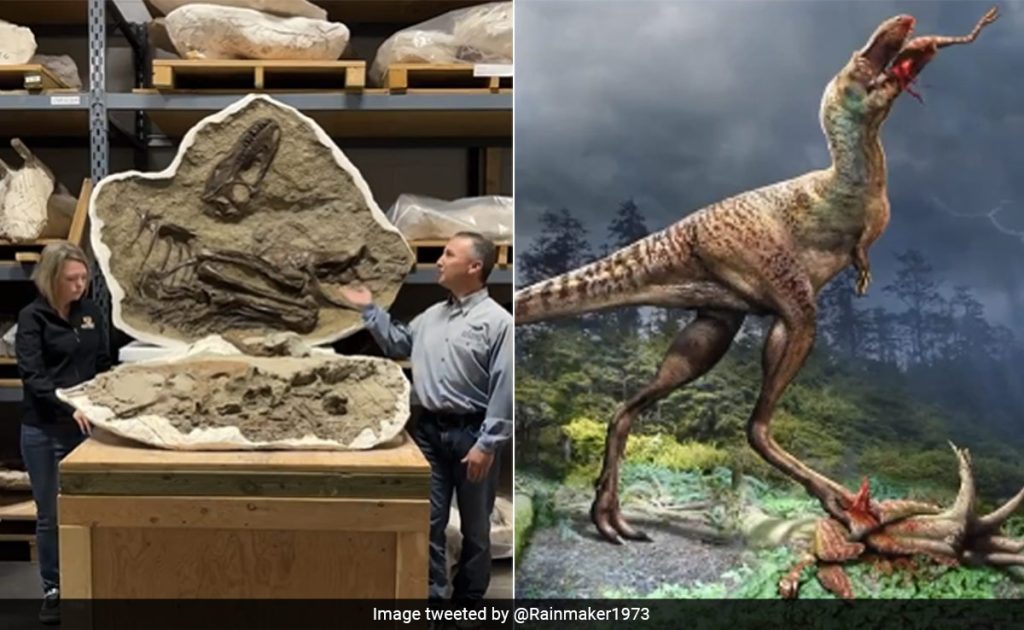 Young Tyrannosaur Feasted On 2 Baby Dinosaurs Before Dying, 75-Million-Year-Old Fossil Reveals