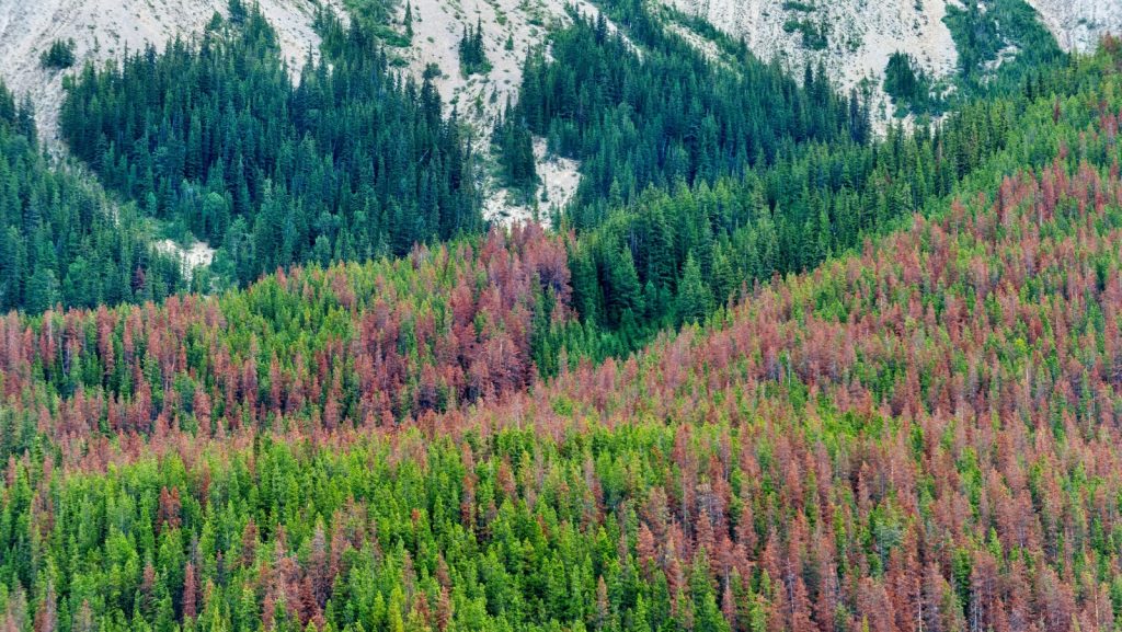 Fungal infections affect pine trees’ ability to ward off mountain pine beetle