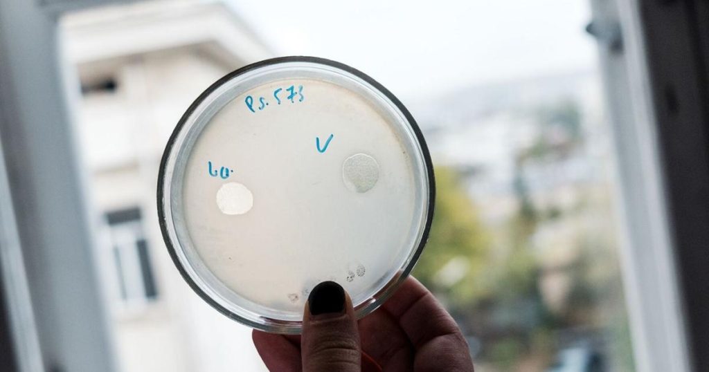 Superbug crisis threatens to kill 10 million per year by 2050. Scientists may have a solution – KoamNewsNow.com