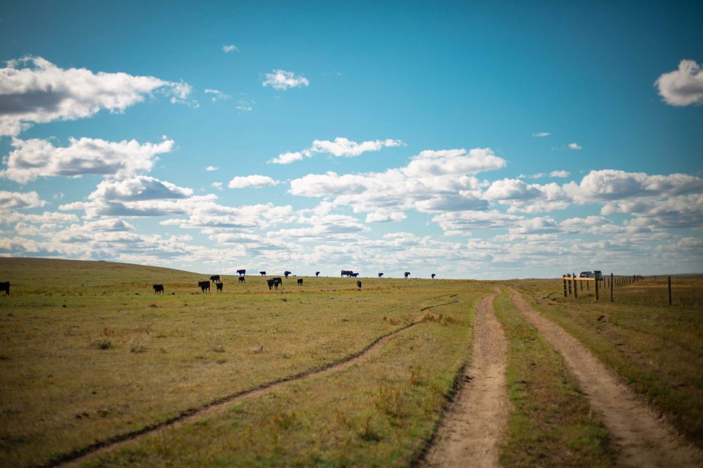 Utrecht calving technique uses natural positioning for smooth delivery, says veterinarian – Alberta Beef Producers – ABP Daily
