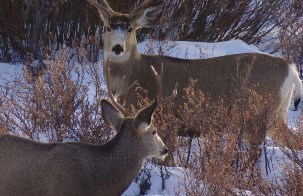 Chronic Wasting Disease detected in B.C. deer for first time — BCWF