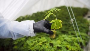 Cannabis Retail Blues: Too much Stock, to Few Customers Cannabis Retail Blues: Too much Stock, to Few Customers
