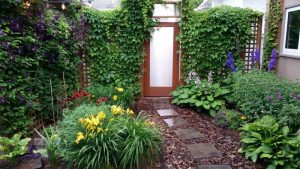 Decorate your garden with vines – Winnipeg Free Press – Winnipeg Free Press