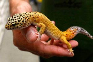 Salmonella outbreak linked to pet geckos – Brandon Sun – The Brandon Sun Salmonella outbreak linked to pet geckos – Brandon Sun – The Brandon Sun