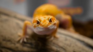 Geckos responsible for salmonella outbreak spanning seven provinces: Public Health Agency – CityNews Toronto Geckos responsible for salmonella outbreak spanning seven provinces: Public Health Agency – CityNews Toronto