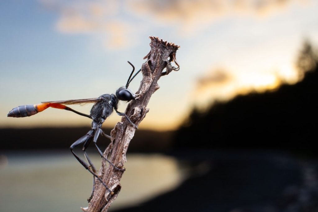 One Great Shot: Hanging With Wasps – Hakai Magazine