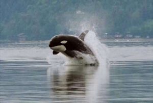 Orcas covered in scars left by 'cookiecutter sharks' may be new population, study says – Phys.org