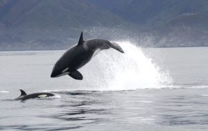 Orcas Have Learned Brutal New Hunting Techniques to Feed in The Open Sea Orcas Have Learned Brutal New Hunting Techniques to Feed in The Open Sea