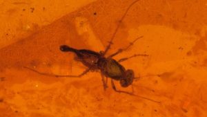 Royal Sask. Museum research finds insect changes may have set stage for dinosaurs’ extinction