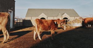 Person Infected With Bird Flu in Texas After Contact With Cattle – The New York Times Person Infected With Bird Flu in Texas After Contact With Cattle – The New York Times