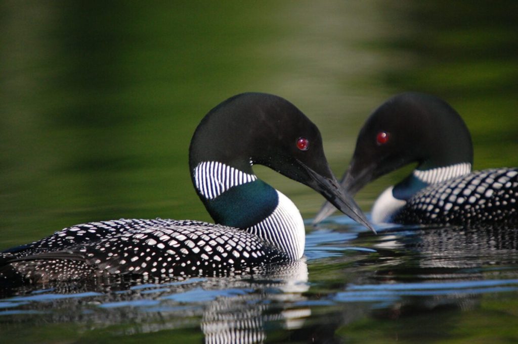 Wildlife Wednesday: loons are suffering as water clarity diminishes – Canadian Geographic
