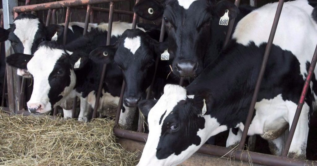 U.S. tightens rules for dairy cows a day after bird flu virus fragments found in pasteurized milk samples – Toronto Star