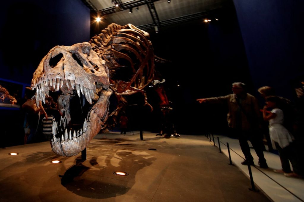 Tyrannosaurus rex at centre of debate over dinosaur intelligence