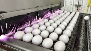 Chickens and cattle hit with massive bird flu outbreak. Will food prices go up? – DC News Now | Washington, DC Chickens and cattle hit with massive bird flu outbreak. Will food prices go up? – DC News Now | Washington, DC