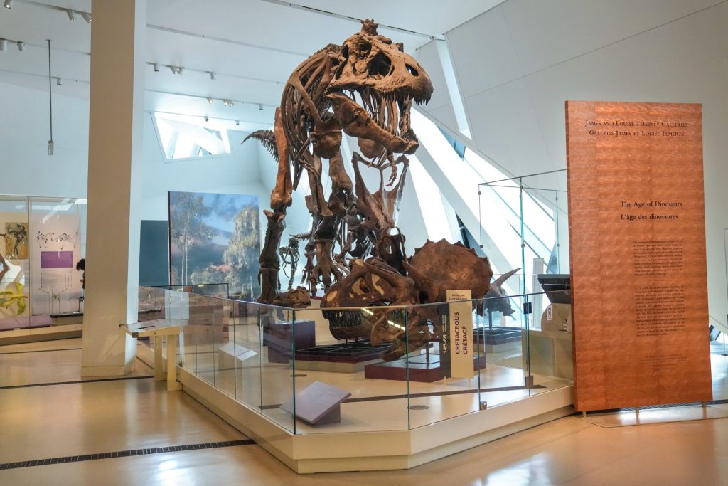 T. Rex an intelligent tool-user and culture-builder? Not so fast, says new research