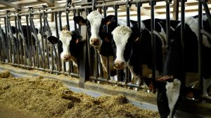 Person in Texas diagnosed with rare bird flu after contact with cattle – BBC.com