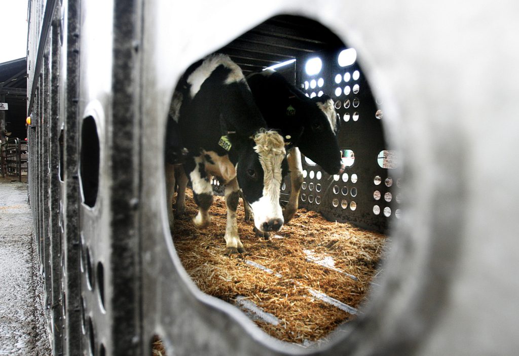 More cows are being tested and tracked for bird flu. Here's what that means – Japan Today
