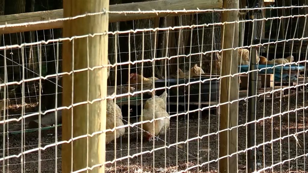 See how chicken farmers are trying to stop the spread of bird flu – Fox 46 Charlotte