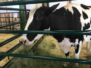 Individual working on a U.S. dairy farm reported to have avian influenza – PembinaValleyOnline.com Individual working on a U.S. dairy farm reported to have avian influenza – PembinaValleyOnline.com