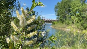 The allergy forecast for this spring in Alberta is unclear – CTV News Edmonton The allergy forecast for this spring in Alberta is unclear – CTV News Edmonton