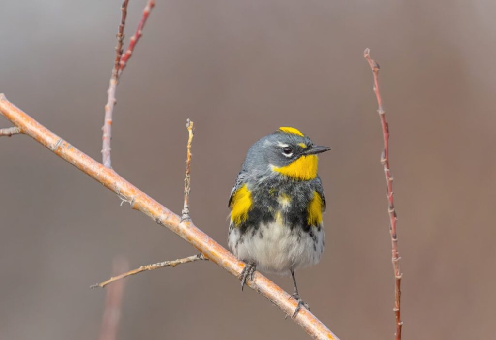 Study reveals how Canadian songbirds change their bodies during migration