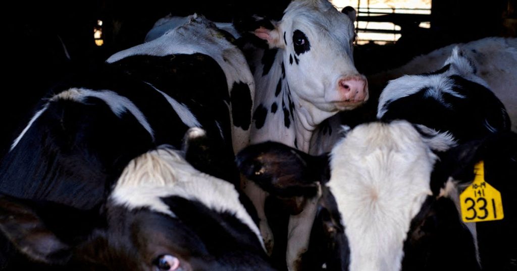 Bird flu likely circulated in US cows for four months before diagnosis -paper – SaltWire Halifax powered by The Chronicle Herald