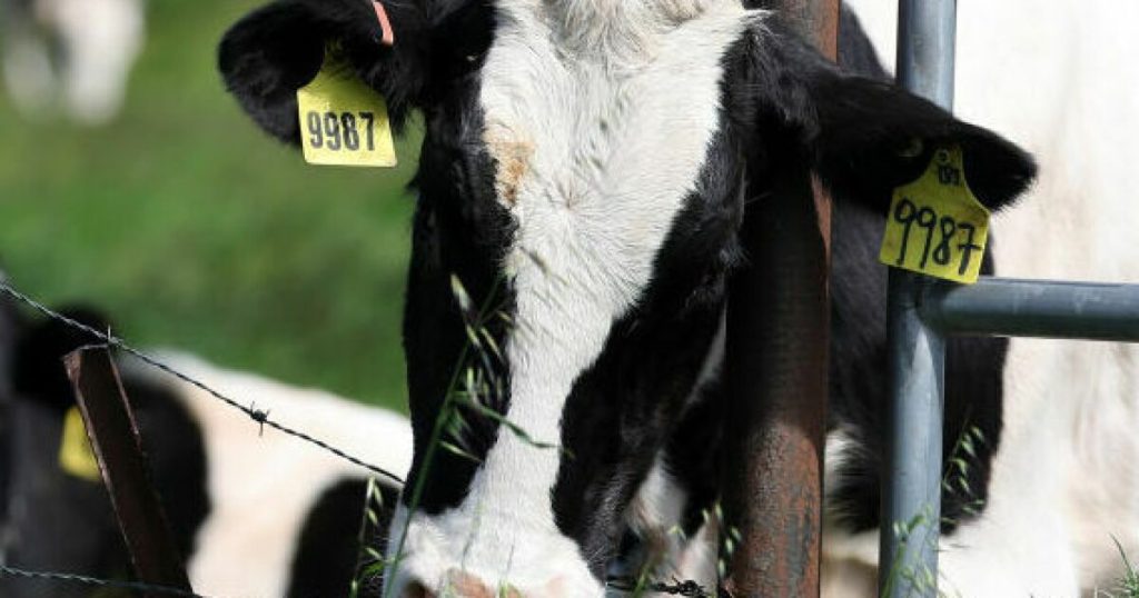 The U.S. may be missing human cases of bird flu, scientists say – KERA News