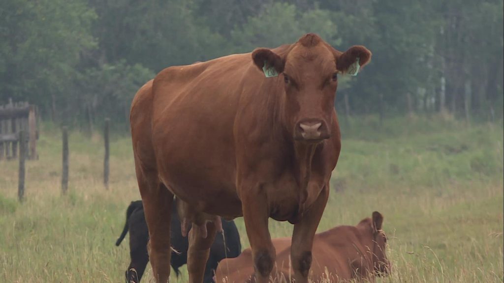 Alberta Beef Producers receive .9 million investment