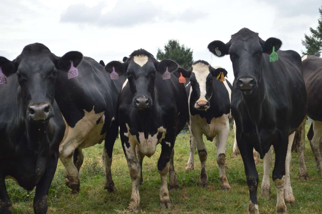 FDA says milk-processing practices kill H5N1 virus