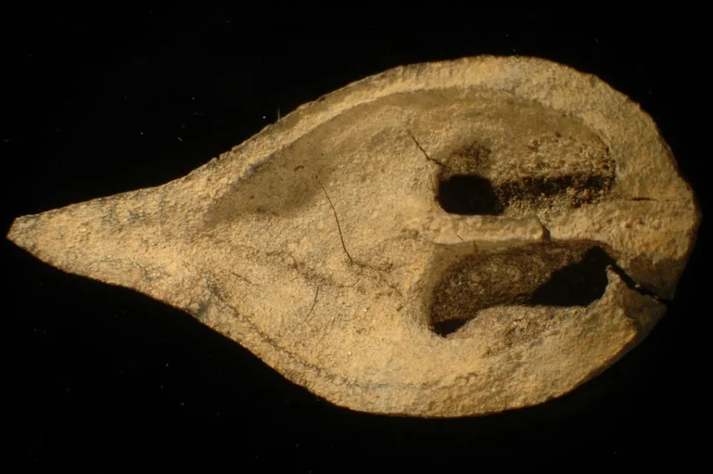 USask researchers help identify three extinct walnuts in Arctic