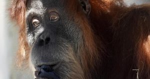 Orangutan briefly escapes habitat at Toronto Zoo, returned safely Orangutan briefly escapes habitat at Toronto Zoo, returned safely