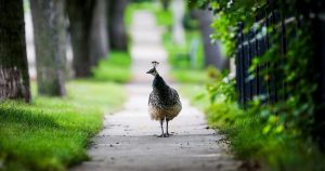 ‘A unique attraction’: How the peacock became a Manitoba community’s mascot ‘A unique attraction’: How the peacock became a Manitoba community’s mascot