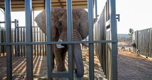 How do you get a grumpy 4-ton elephant to a new home 120 miles away? Call the elephant movers How do you get a grumpy 4-ton elephant to a new home 120 miles away? Call the elephant movers