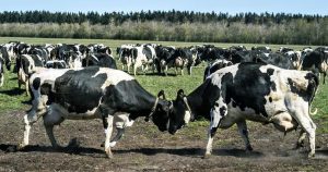 Denmark reports cases of bluetongue disease that can be fatal to sheep but is harmless to humans Denmark reports cases of bluetongue disease that can be fatal to sheep but is harmless to humans