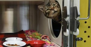 Pet ownership costs are rising. Here’s how to budget for them now and in the future